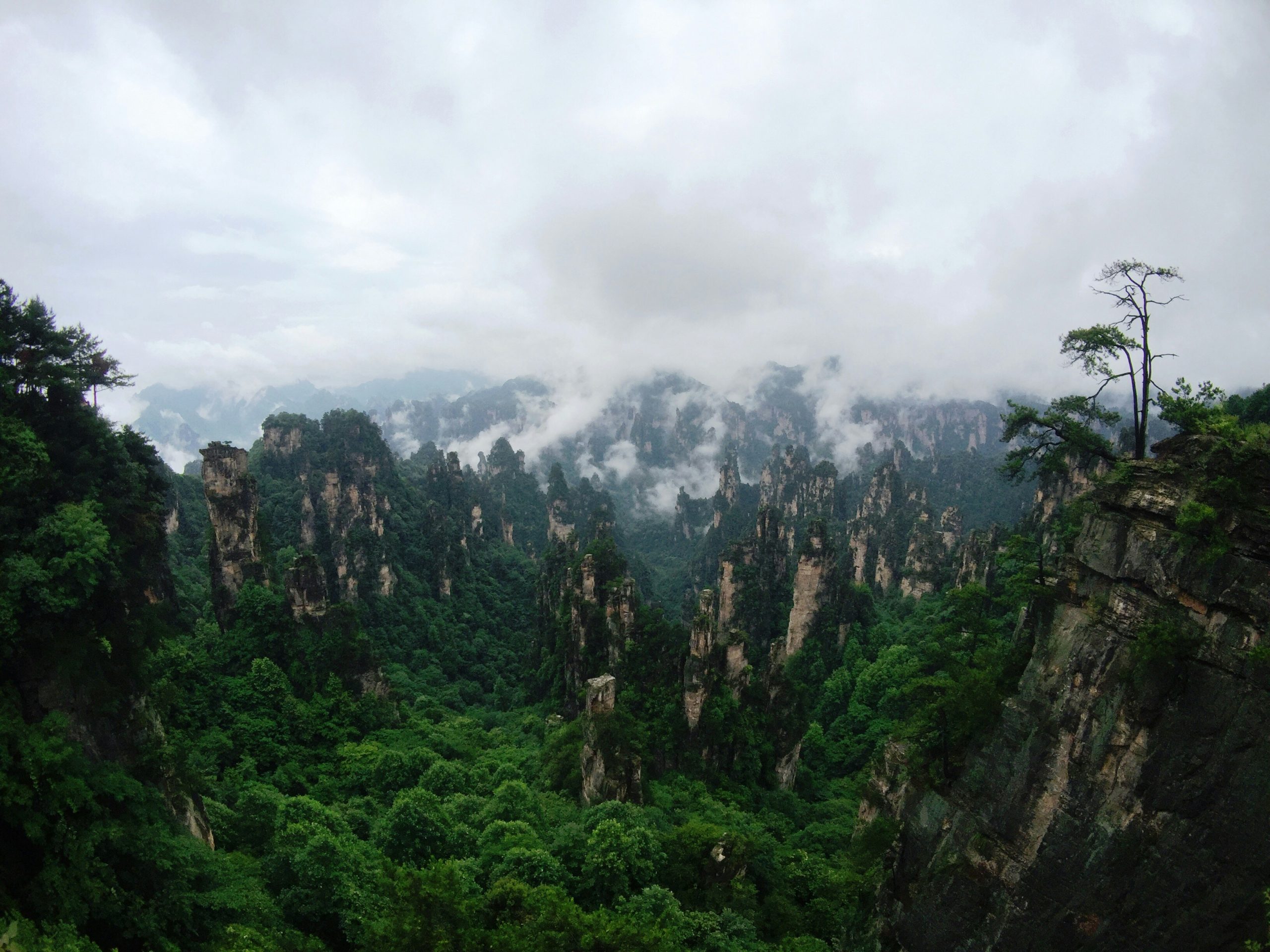 Zhangjiajie sandstone pillars in mist