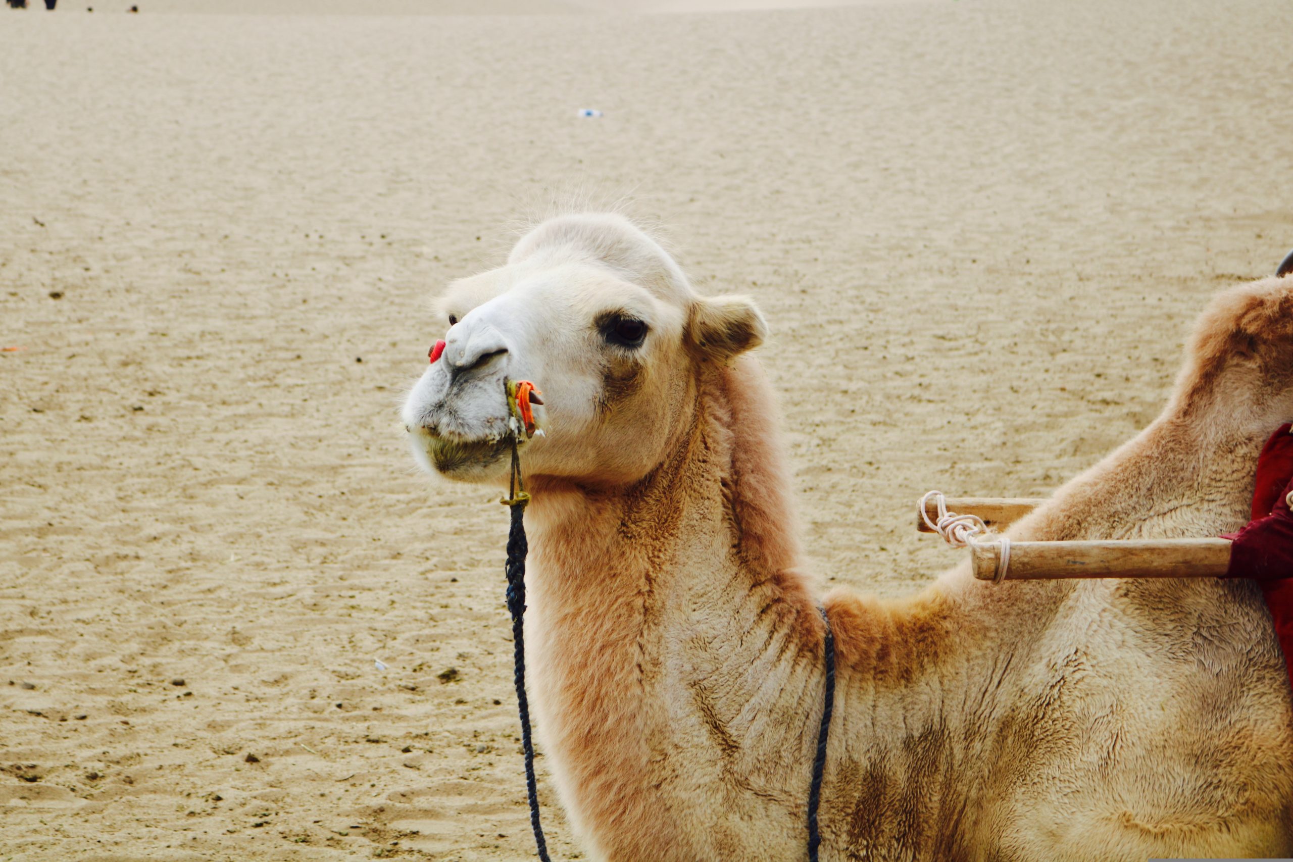 Camel in the Xinjiang desert